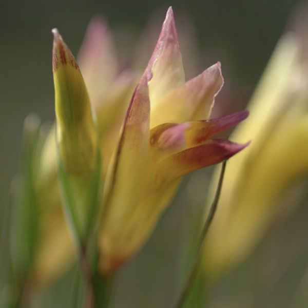 Wetland Plants
