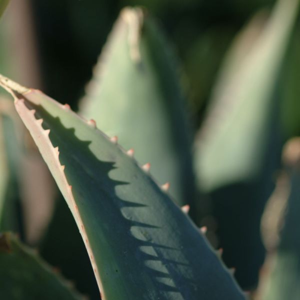 Aloe & Succulents