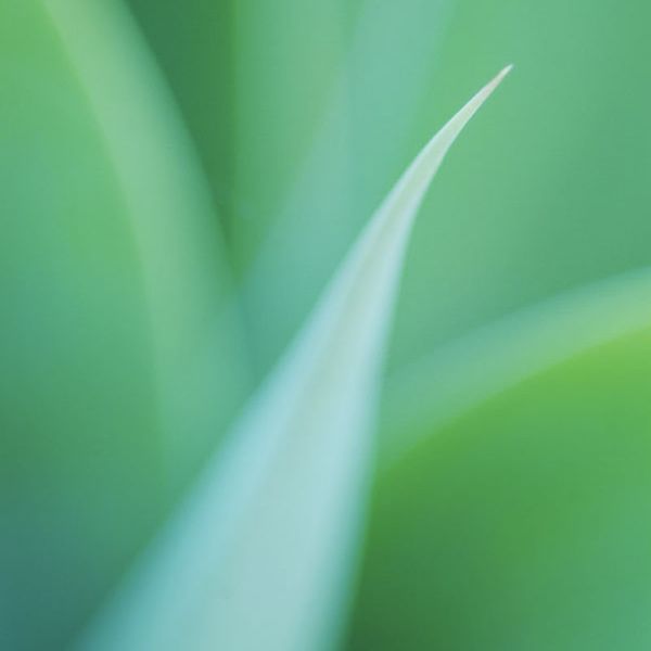 Palms & Focal Plants