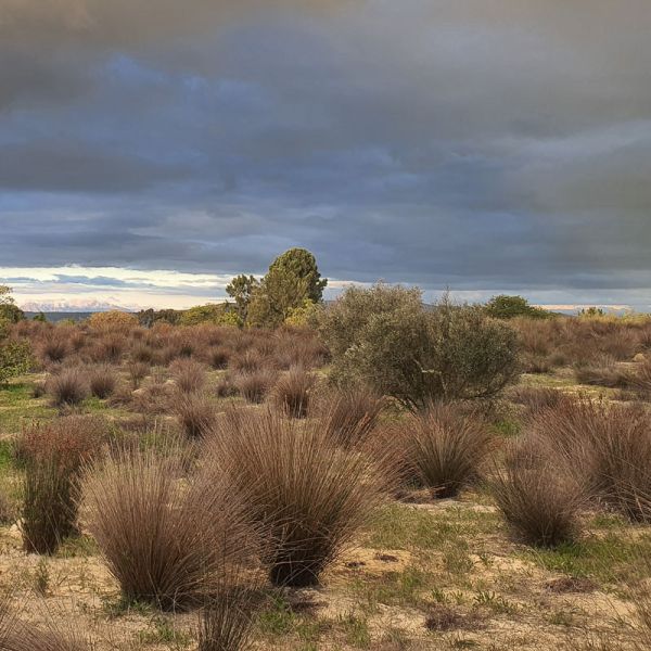 Grasses & Restios