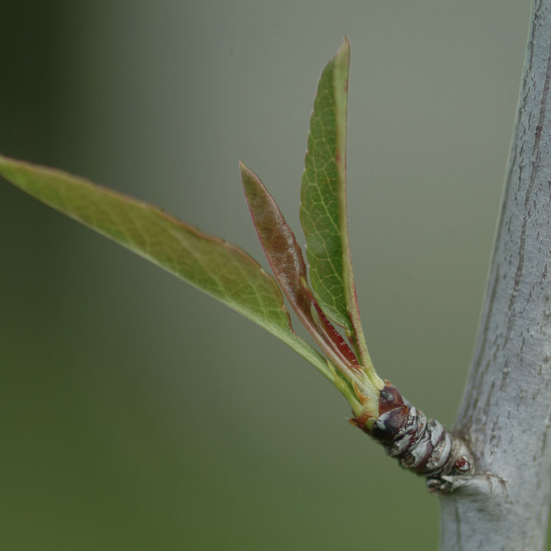Schotia brachypetala