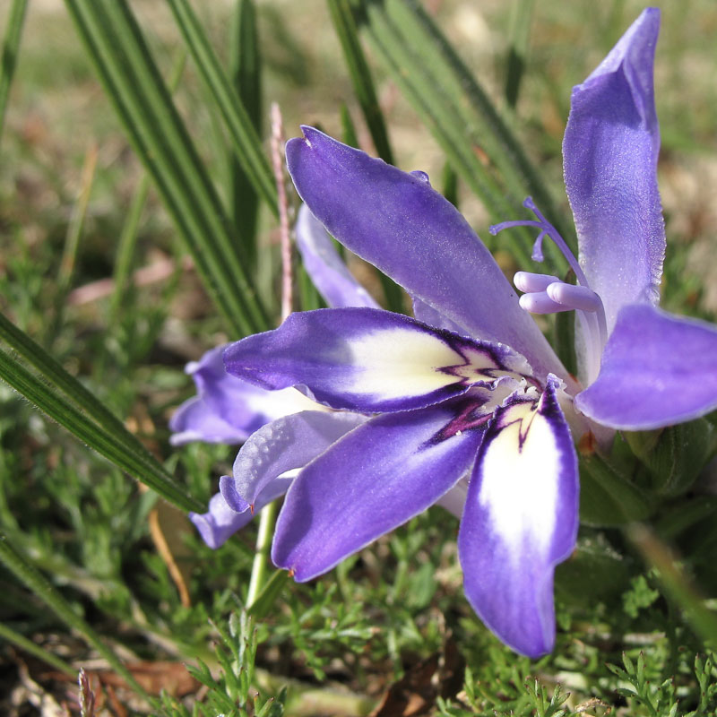 Agapanthus africanus