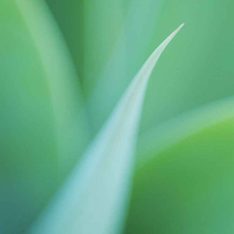 Dracaena draco
