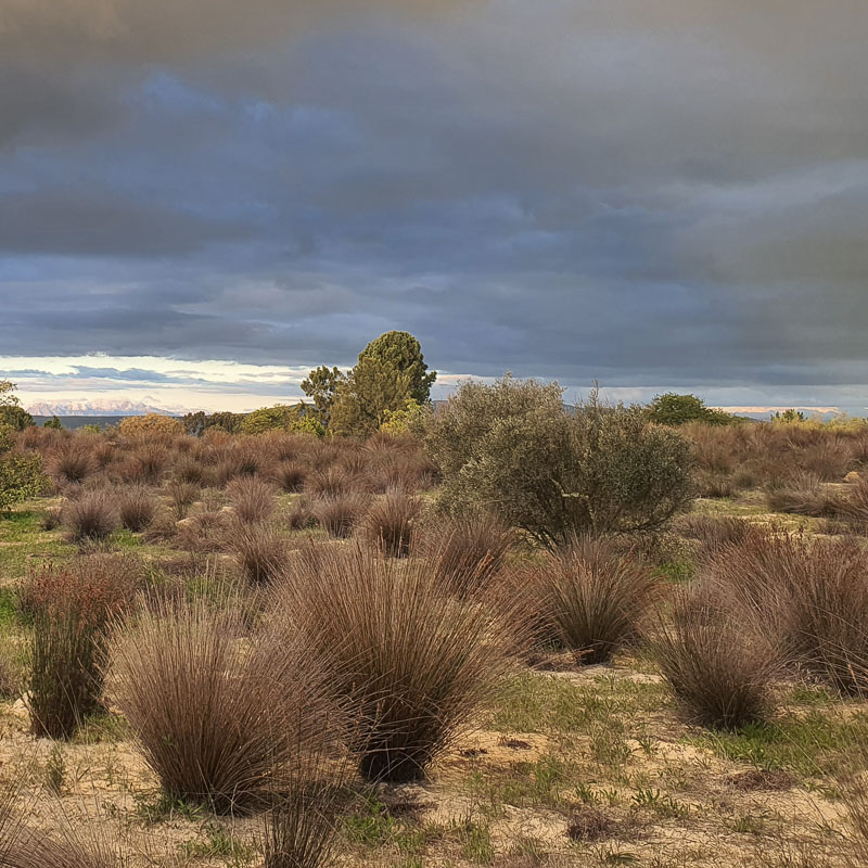 Aristida juniciformis