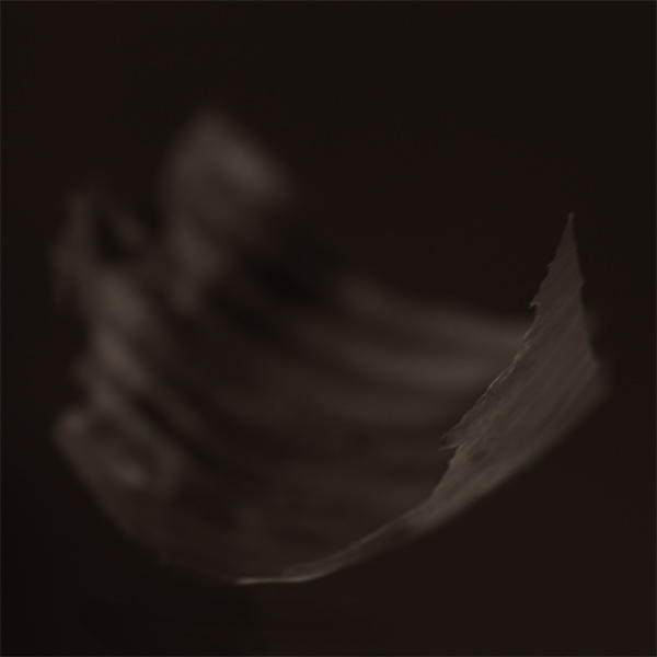 Acorus golden edge